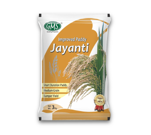 Improved Paddy JAYANTI