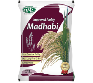  Improved Paddy MADHABI 