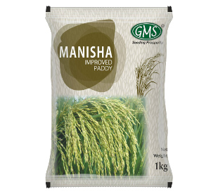 Improved Paddy MANISHA