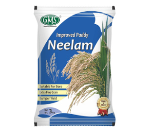  Improved Paddy NEELAM 