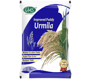 Improved Paddy Urmila