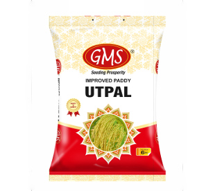 Improved Paddy UTPAL