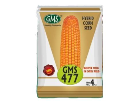 Hybrid Maize GMS - 477