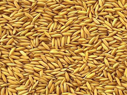 Improved Paddy DIPTI