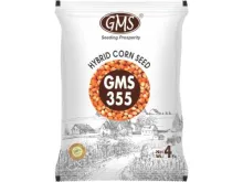 Hybrid Maize GMS - 355