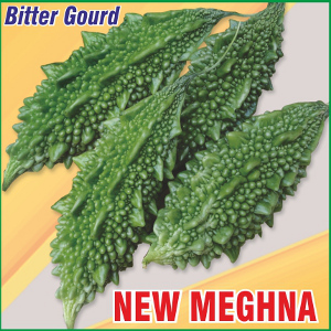 Bitter Gourd New Meghna