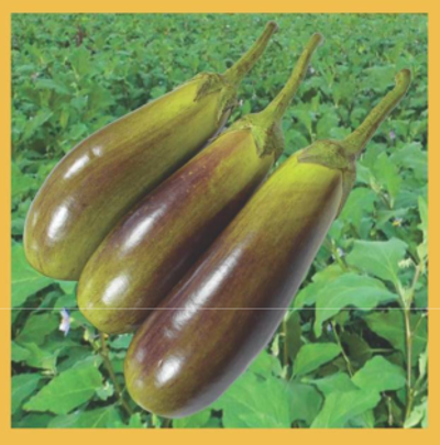 Brinjal Bhangar Gold