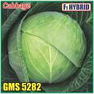 Cabbage - F1 Hybrid GMS 5282