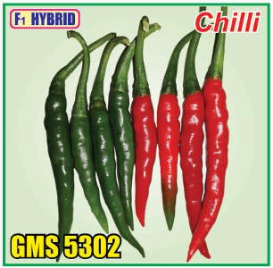 Chili F1 Hybrid GMS-5302