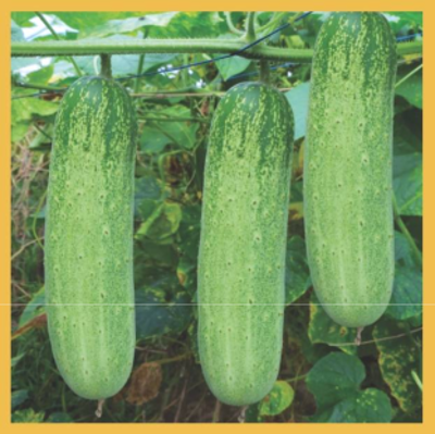 Cucumber Super Star