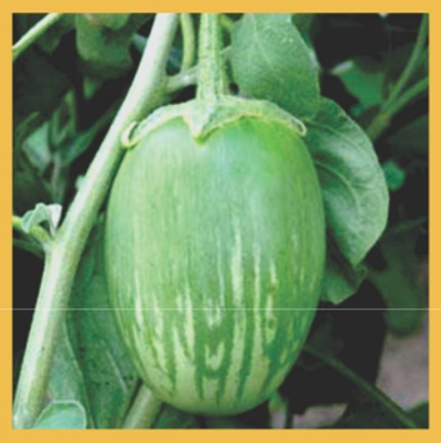 Brinjal F1 Hybrid GMS 5320