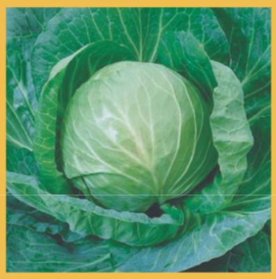 Cabbage- F1 Hybrid Sampurna GMS 5284