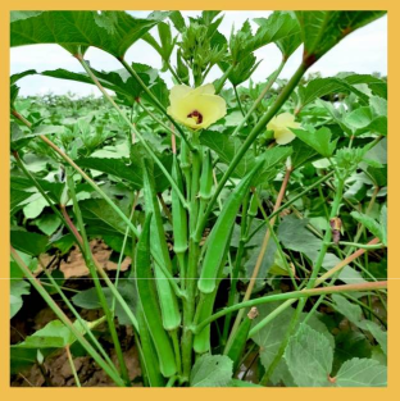 OKRA  F1 Hybrid Priya GMS-5256