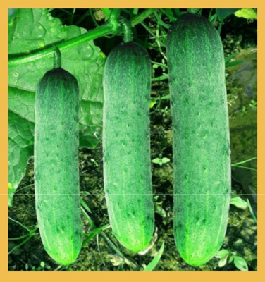 Cucumber F1 Hybrid Mohini