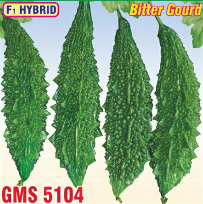 Bitter Gourd F1 Hybrid GMS-5104