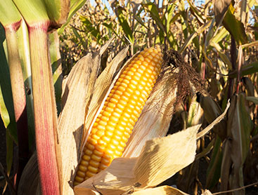 Maize