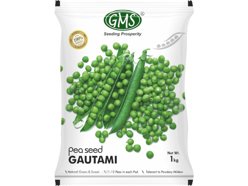 Pea Seed Gautami