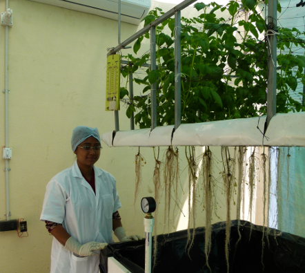 Aeroponics Lab