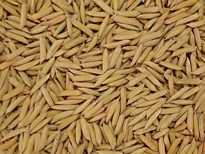 Hybrid Paddy GMS-2608