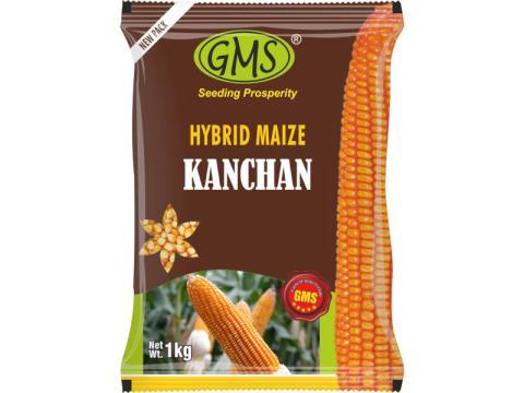 Maize KANCHAN