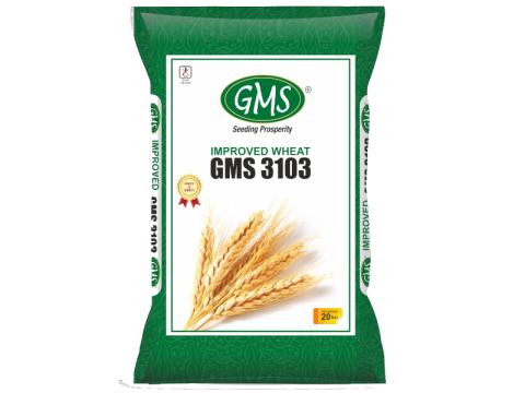 Wheat seeds (Improved) GMS-3103