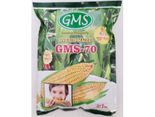 Hybrid Maize GMS - 70