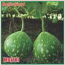 Bottle Gourd MOITRI