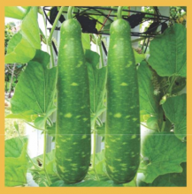 Bottle Gourd KANCHANA