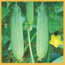 Cucumber  Nandini