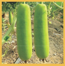 Bottle Gourd F1 Hybrid Indu GMS 5152