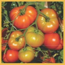 Tomato F1 Hybrid GMS-5212