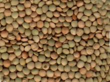 Pulses Lentil