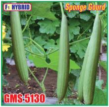 Sponge Gourd F1 Hybrid GMS-5130