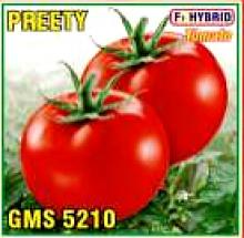 Tomato F1 Hybrid Preeti GMS-5210