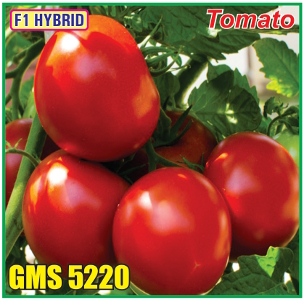 Tomato F1 Hybrid GMS-5220